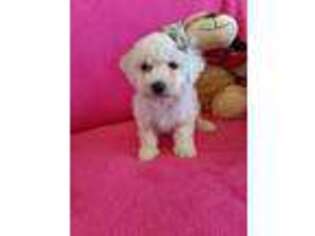 Bichon Frise Puppy for sale in Wellington, CO, USA