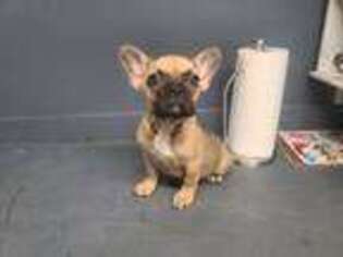 French Bulldog Puppy for sale in Odum, GA, USA