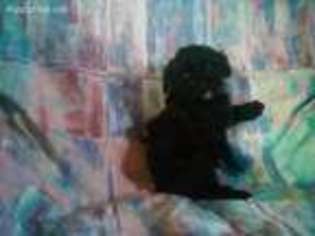 Mutt Puppy for sale in Sonora, KY, USA