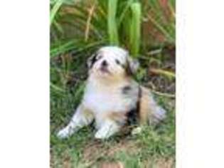 Miniature Australian Shepherd Puppy for sale in Council, ID, USA