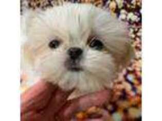 Mutt Puppy for sale in Meridian, ID, USA