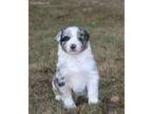 Australian Shepherd Puppy for sale in Bigfork, MT, USA