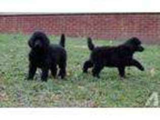Mutt Puppy for sale in COALPORT, PA, USA