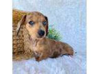 Dachshund Puppy for sale in Willard, OH, USA