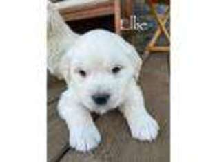 Mutt Puppy for sale in Due West, SC, USA
