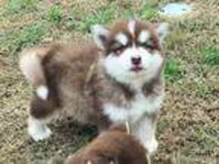 Alaskan Malamute Puppy for sale in Campbell, TX, USA