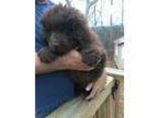 Newfoundland Puppy for sale in Jacksboro, TN, USA