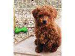 Mutt Puppy for sale in Cochran, GA, USA