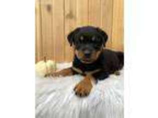 Rottweiler Puppy for sale in Shreve, OH, USA