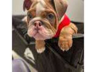 Bulldog Puppy for sale in New Market, MD, USA