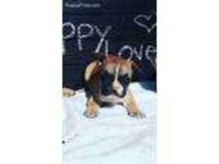 French Bulldog Puppy for sale in Dixon, CA, USA