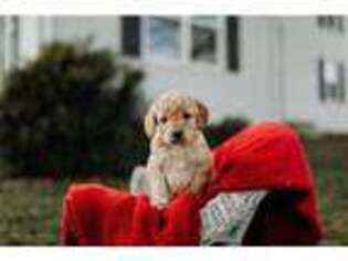 Irish Setter Puppy for sale in Mifflin, PA, USA
