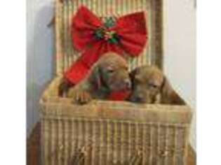 Vizsla Puppy for sale in Pulaski, TN, USA