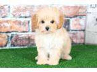 Cavapoo Puppy for sale in Baltimore, MD, USA