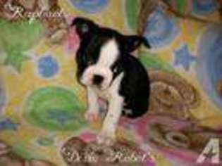 Boston Terrier Puppy for sale in CISCO, TX, USA