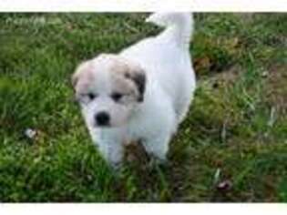 Great Pyrenees Puppy for sale in Floyds Knobs, IN, USA