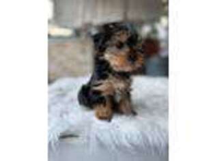Yorkshire Terrier Puppy for sale in Union City, CA, USA
