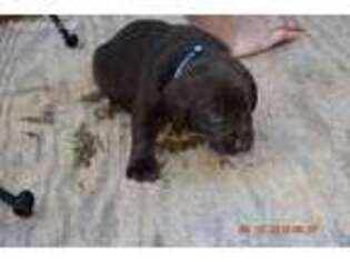 Labrador Retriever Puppy for sale in Hull, GA, USA