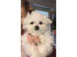 Maltese Puppy for sale in Modesto, CA, USA