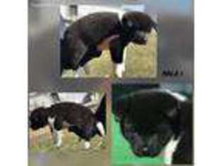 Akita Puppy for sale in Muscatine, IA, USA