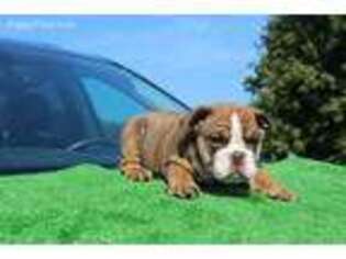 Bulldog Puppy for sale in Deltona, FL, USA