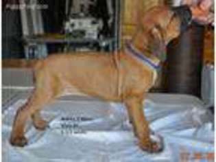 Rhodesian Ridgeback Puppy for sale in Bruce Crossing, MI, USA