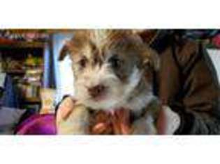 Mutt Puppy for sale in Corning, KS, USA