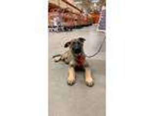 German Shepherd Dog Puppy for sale in Grand Blanc, MI, USA