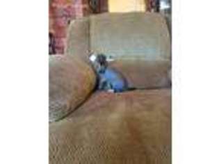 Chinese Crested Puppy for sale in Waverly, OH, USA