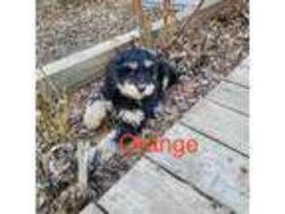 Mutt Puppy for sale in Twin Falls, ID, USA