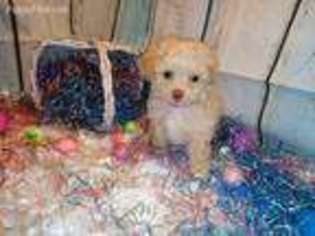 Mutt Puppy for sale in Apollo, PA, USA