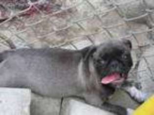 Pug Puppy for sale in Pennington Gap, VA, USA