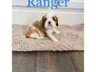 Cavalier King Charles Spaniel Puppy for sale in Buckeye, AZ, USA