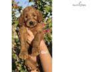 Goldendoodle Puppy for sale in Austin, TX, USA