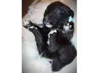 Mutt Puppy for sale in Redmond, OR, USA