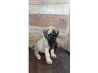 Mastiff Puppy for sale in Bluffton, IN, USA