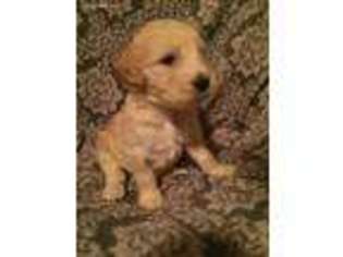 Goldendoodle Puppy for sale in Jeffersonville, IN, USA