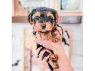 Yorkshire Terrier Puppy for sale in Avondale, AZ, USA