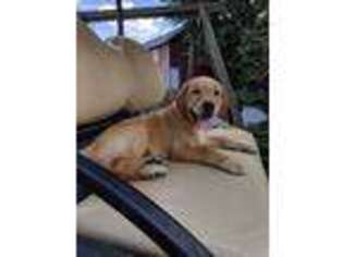 Labrador Retriever Puppy for sale in Dayton, VA, USA