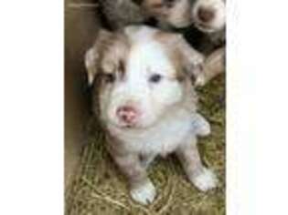 Australian Shepherd Puppy for sale in Wilburton, OK, USA
