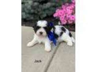 Mutt Puppy for sale in Brownstown, IN, USA