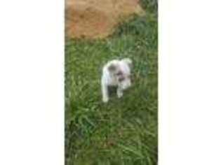 Border Collie Puppy for sale in Elizabethton, TN, USA