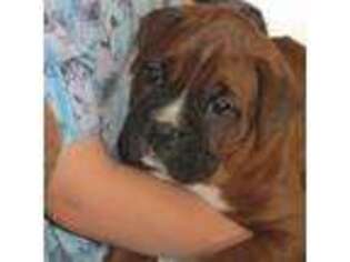 Boxer Puppy for sale in Belle Rive, IL, USA