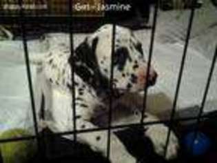 Dalmatian Puppy for sale in Mcalester, OK, USA