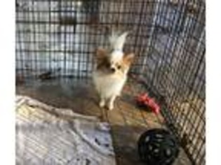 Chihuahua Puppy for sale in Ramseur, NC, USA