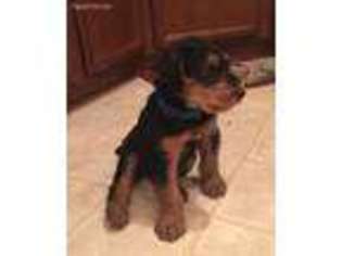 Airedale Terrier Puppy for sale in Fort Mill, SC, USA