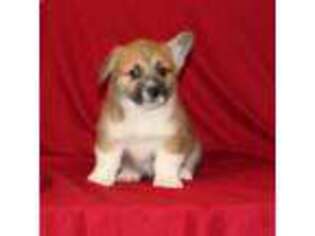 Pembroke Welsh Corgi Puppy for sale in Mead, OK, USA