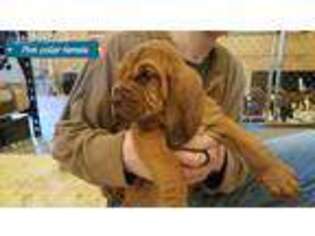Bloodhound Puppy for sale in La Follette, TN, USA