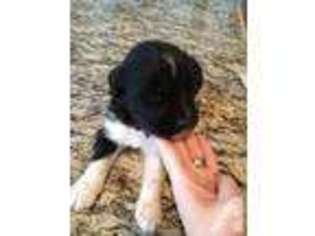 Newfoundland Puppy for sale in LADOGA, IN, USA