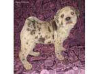 Mutt Puppy for sale in Princeton, KY, USA